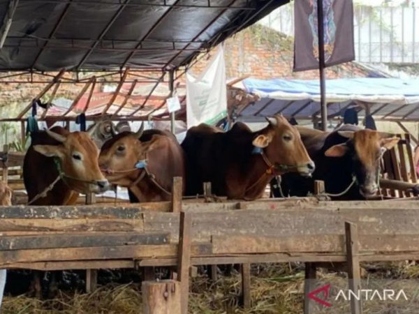 Jelang Idul Adha, diperkirakan 63 ribu hewan kurban masuk DKI Jakarta