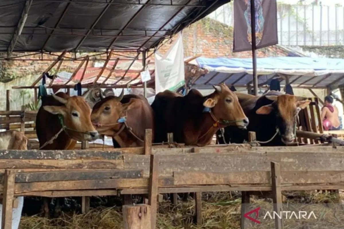 Jelang Idul Adha, diperkirakan 63 ribu hewan kurban masuk DKI Jakarta Jelang Idul Adha, diperkirakan 63 ribu hewan kurban masuk DKI Jakarta